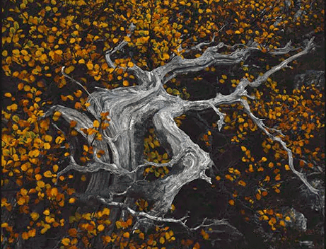 Autumn colour of deciduous beech