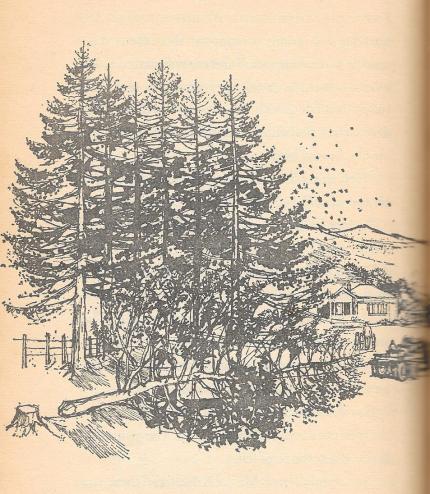 BusChoppingTrees0002